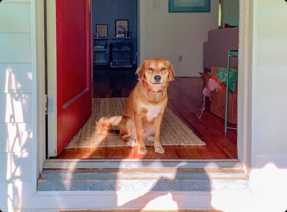 ¿Se pueden prohibir las mascotas en un piso de alquiler?