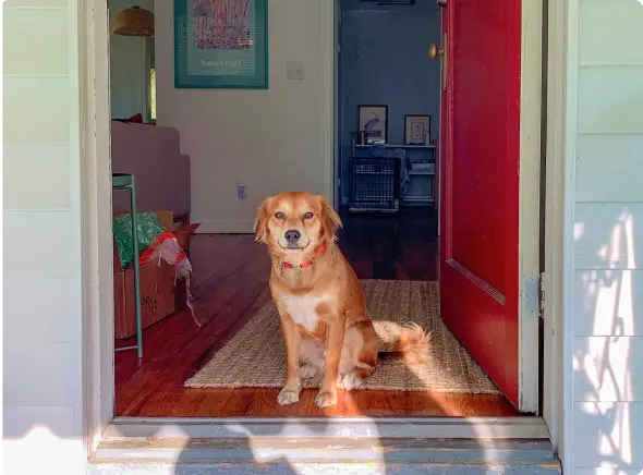 ¿Se pueden prohibir las mascotas en un piso de alquiler?